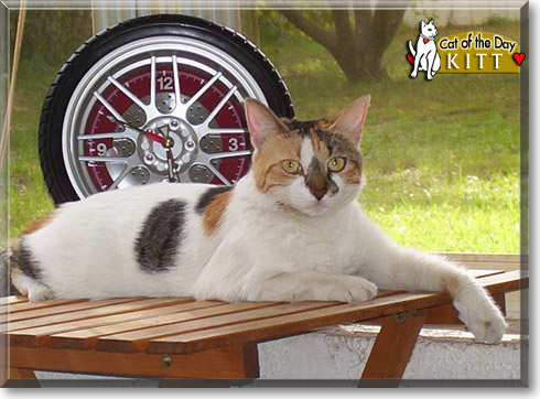 Kitt, the Cat of the Day