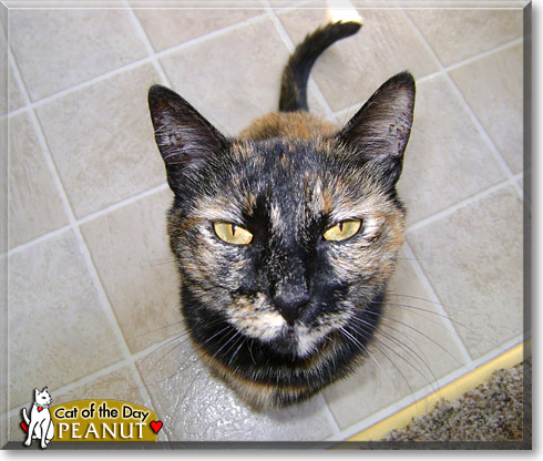 Peanut, the Cat of the Day