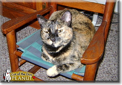Peanut, the Cat of the Day