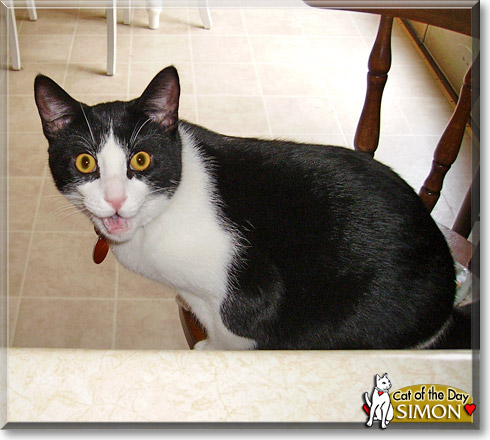 Simon, the Cat of the Day