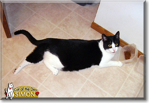 Simon, the Cat of the Day