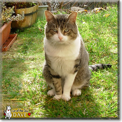 Dave, the Cat of the Day