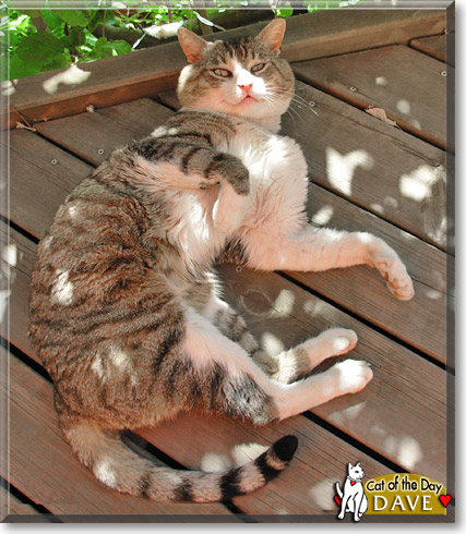 Dave, the Cat of the Day