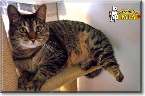 Mia, the Cat of the Day