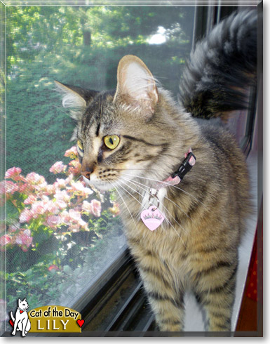 Lily, the Cat of the Day