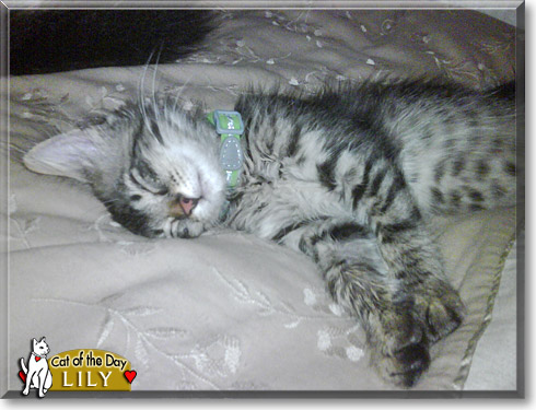 Lily, the Cat of the Day