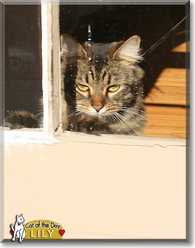 Lily, the Cat of the Day