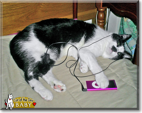 Baby, the Cat of the Day