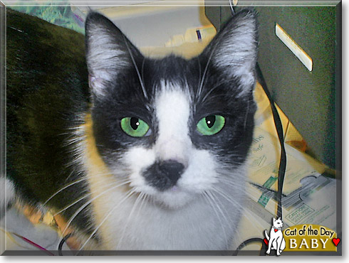 Baby, the Cat of the Day