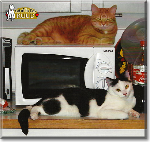 Ruud, the Cat of the Day