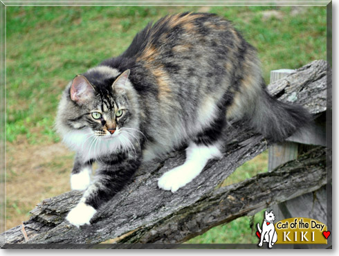 Kiki, the Cat of the Day