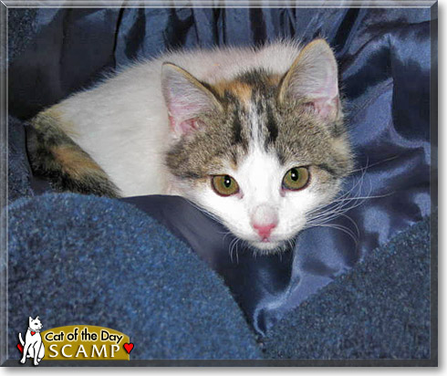 Scamp, the Cat of the Day