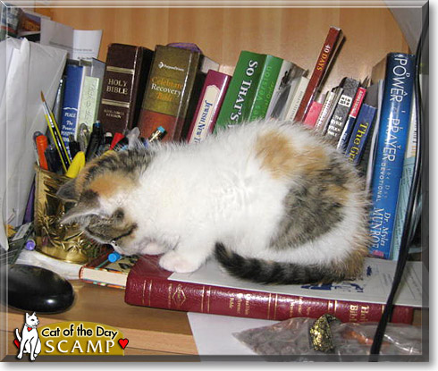 Scamp, the Cat of the Day