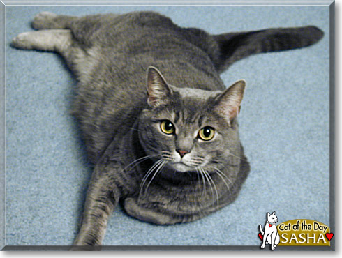 Sasha, the Cat of the Day