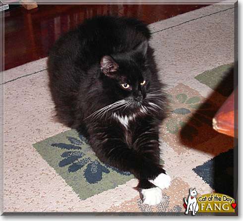 Fang, the Cat of the Day