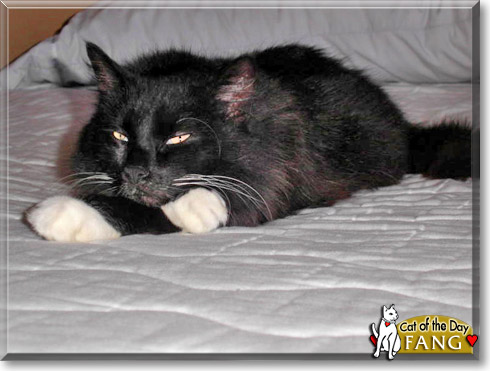 Fang, the Cat of the Day