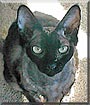 Sheba