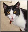 Simon