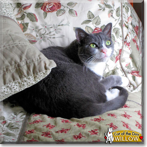 Willow, the Cat of the Day