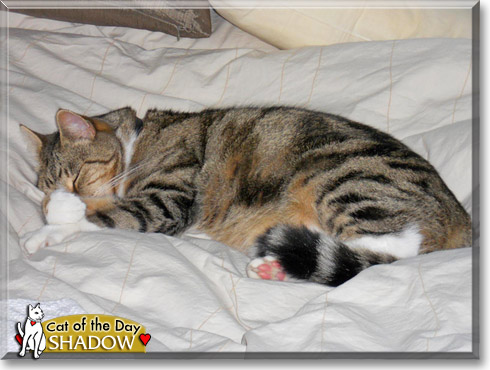 Shadow, the Cat of the Day
