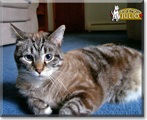 Julio, the Cat of the Day