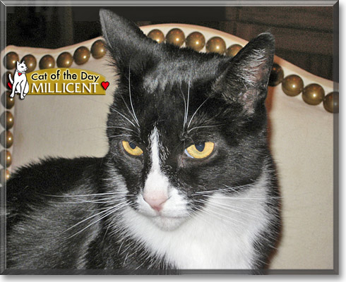 Millicent, the Cat of the Day