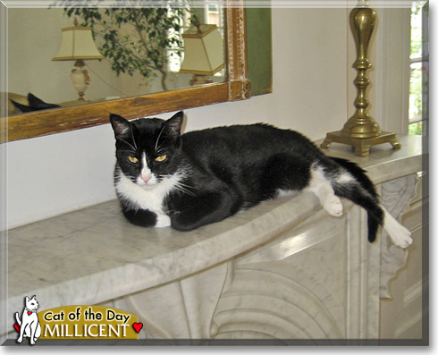 Millicent, the Cat of the Day