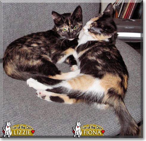 Lizzie and Fiona, the Cat of the Day