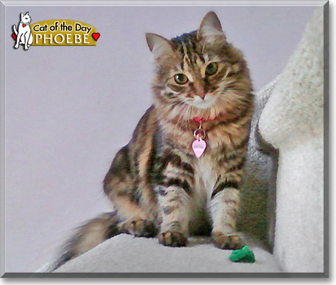 Phoebe, the Cat of the Day