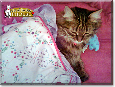 Phoebe, the Cat of the Day