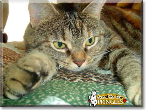 Phoebe, the Cat of the Day