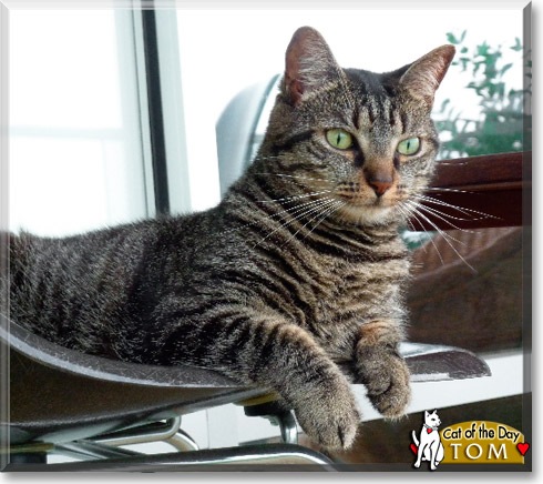 Tom Kitten, the Cat of the Day
