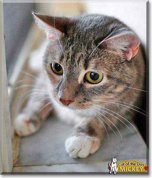 Mickey, the Cat of the Day