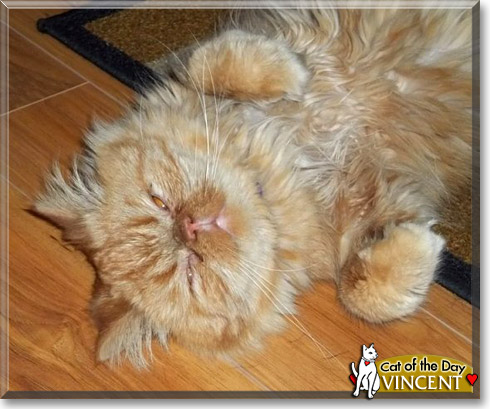 Vincent, the Cat of the Day