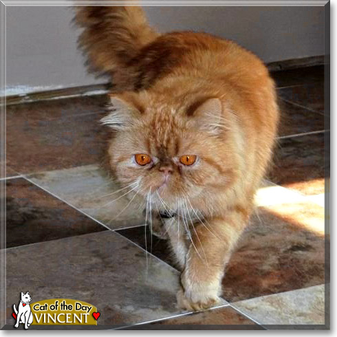 Vincent, the Cat of the Day