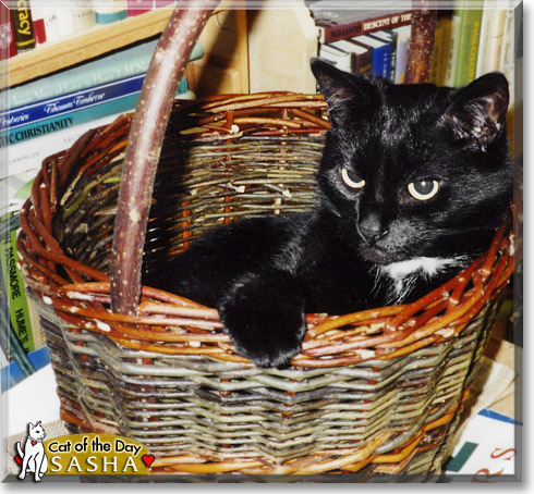 Sasha, the Cat of the Day