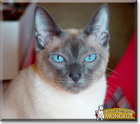 Mongkut, the Cat of the Day