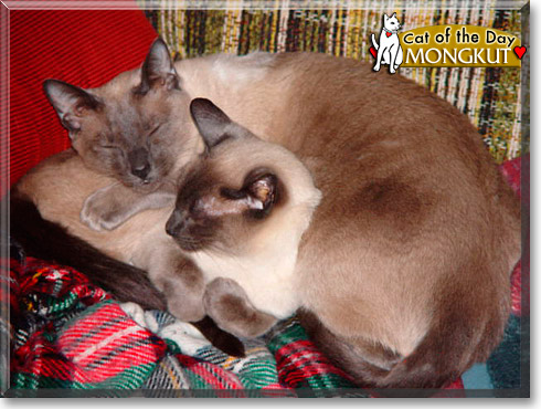 Mongkut, the Cat of the Day