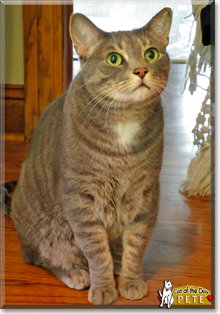 Pete, the Cat of the Day