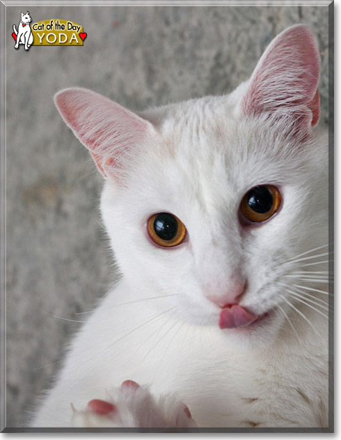 Yoda, the Cat of the Day