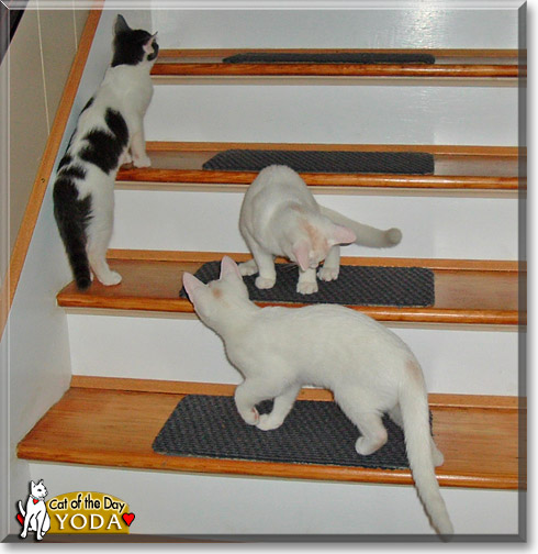 Yoda, the Cat of the Day