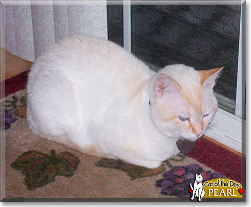 Pearl, the Cat of the Day
