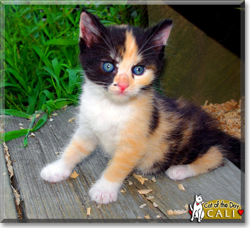 Cali, the Cat of the Day