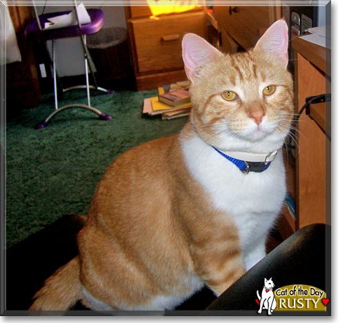Rusty, the Cat of the Day