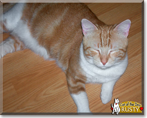 Rusty, the Cat of the Day