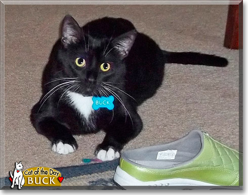 Buck, the Cat of the Day