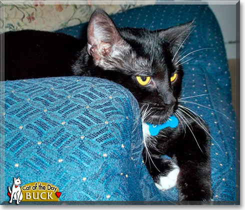 Buck, the Cat of the Day