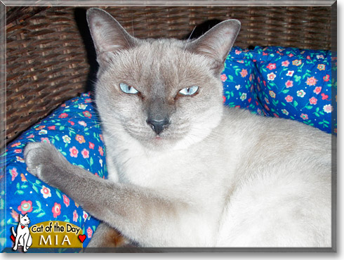 Mia, the Cat of the Day