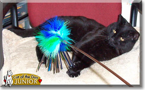 Junior, the Cat of the Day