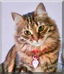 Phoebe